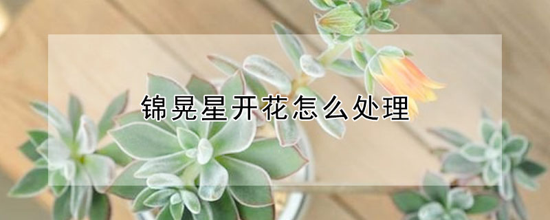 錦晃星開花怎麼處理