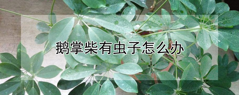 鵝掌柴有蟲子怎麼辦