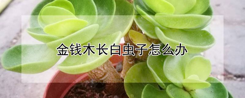 金錢木長白蟲子怎麼辦