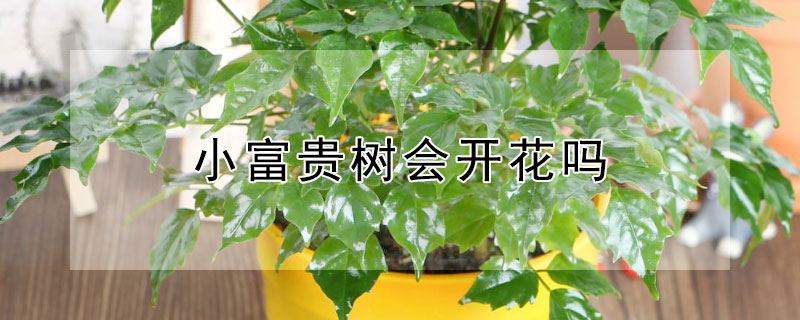 小富貴樹會開花嗎