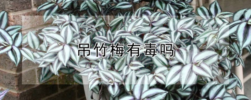 吊竹梅有毒嗎