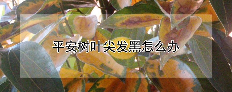 平安樹葉尖發黑怎麼辦