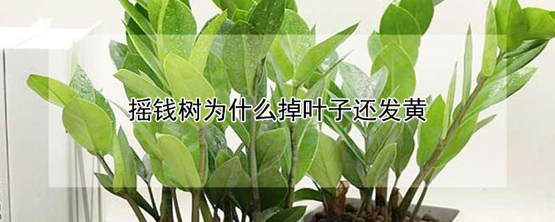 搖錢樹為什麼掉葉子還發黃