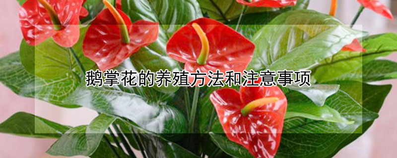 鵝掌花的養殖方法和注意事項