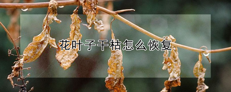 花葉子幹枯怎麼恢複