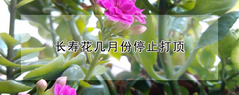 長壽花幾月份停止打頂