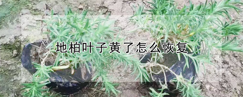 地柏葉子黃了怎麼恢複