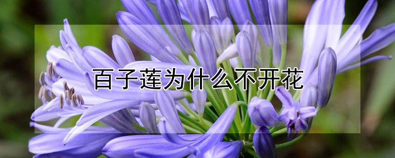 百子蓮為什麼不開花