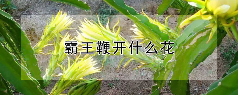 霸王鞭開什麼花