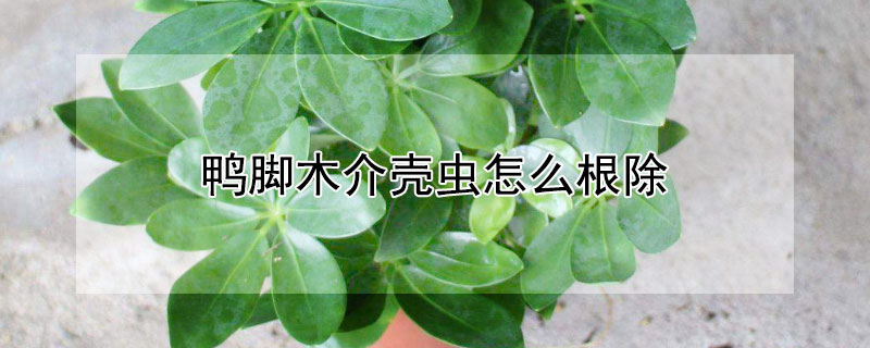 鴨腳木介殼蟲怎麼根除