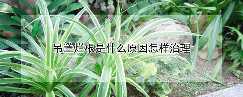 吊蘭爛根是什麼原因怎樣治理