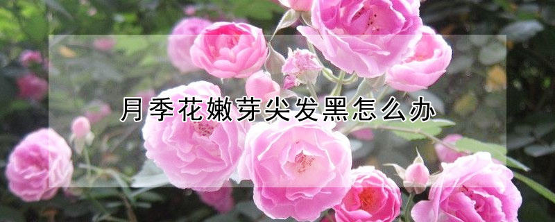 月季花嫩芽尖發黑怎麼辦