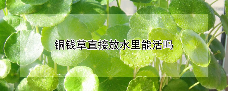 銅錢草直接放水裏能活嗎