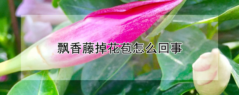 飄香藤掉花苞怎麼回事