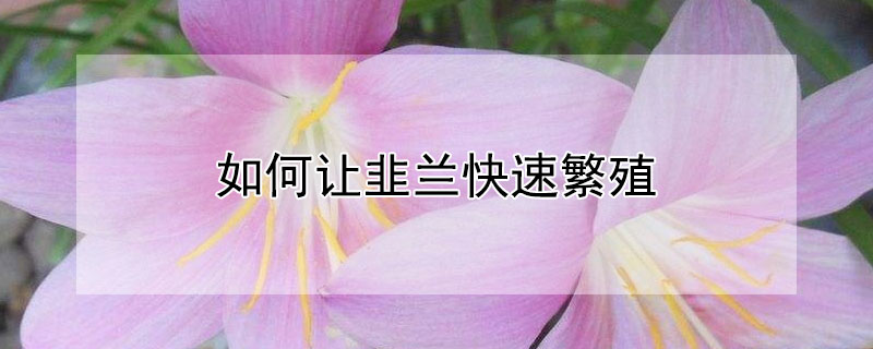 如何讓韭蘭快速繁殖