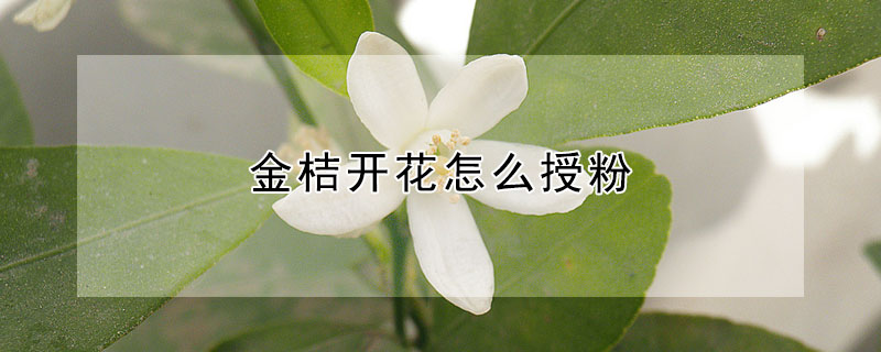 金桔開花怎麼授粉