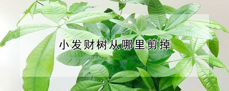 小發財樹從哪裏剪掉