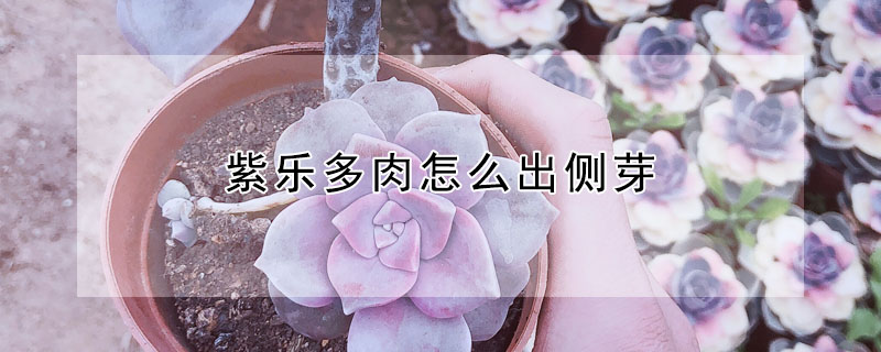 紫樂多肉怎麼出側芽