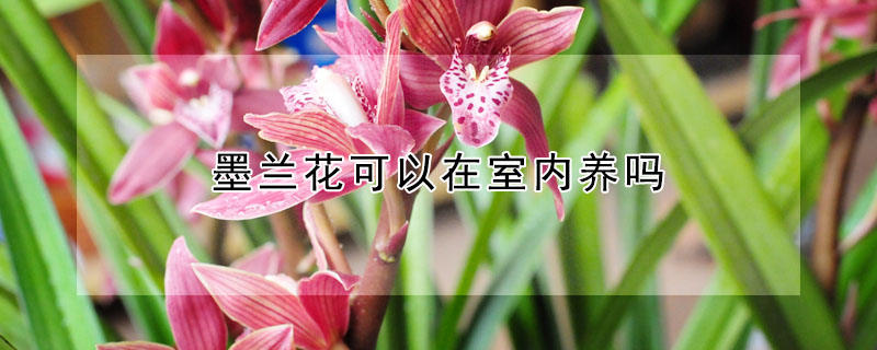 墨蘭花可以在室內養嗎