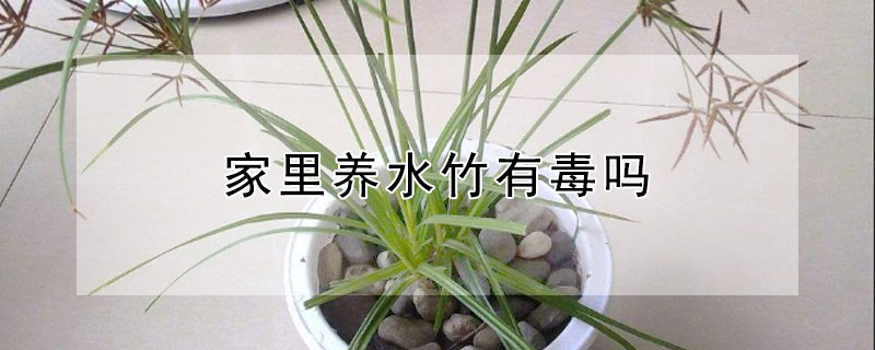 家裏養水竹有毒嗎