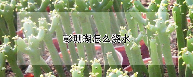 彭珊瑚怎麼澆水