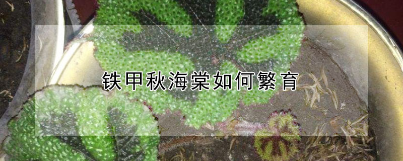 鐵甲秋海棠如何繁育