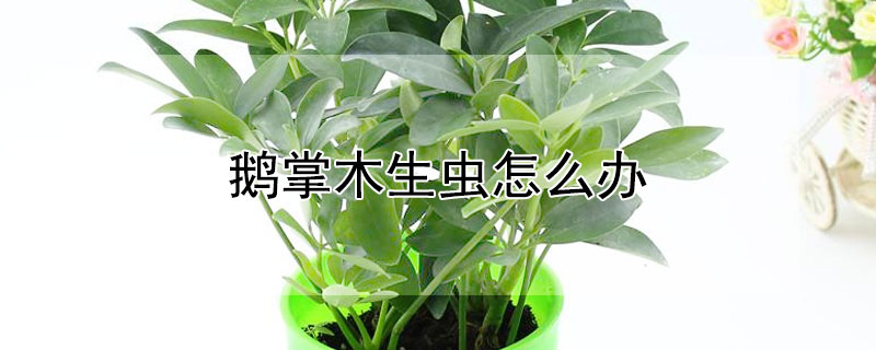 鵝掌木生蟲怎麼辦