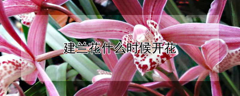 建蘭花什麼時候開花