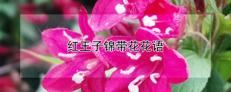 紅王子錦帶花花語