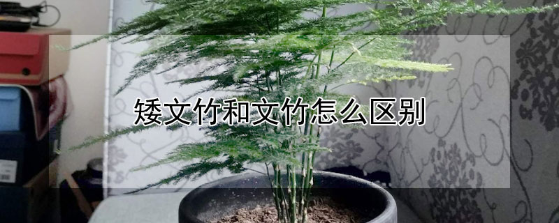 矮文竹和文竹怎麼區別