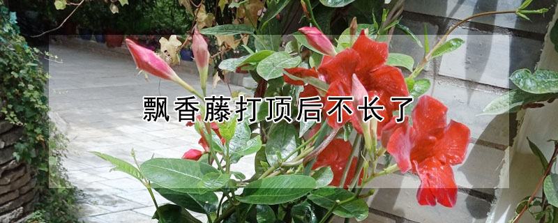 飄香藤打頂後不長了