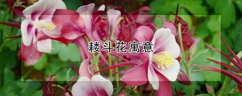 耬鬥花寓意