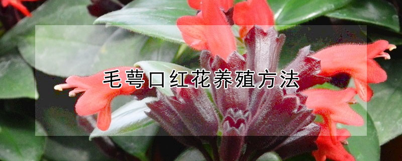 毛萼口紅花養殖方法