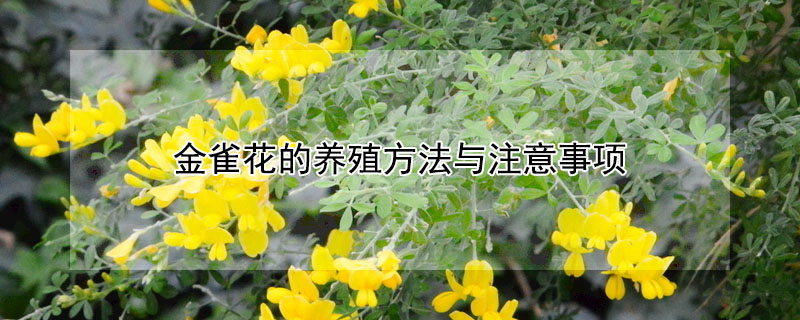 金雀花的養殖方法與注意事項