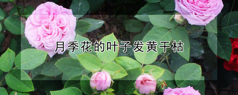 月季花的葉子發黃幹枯