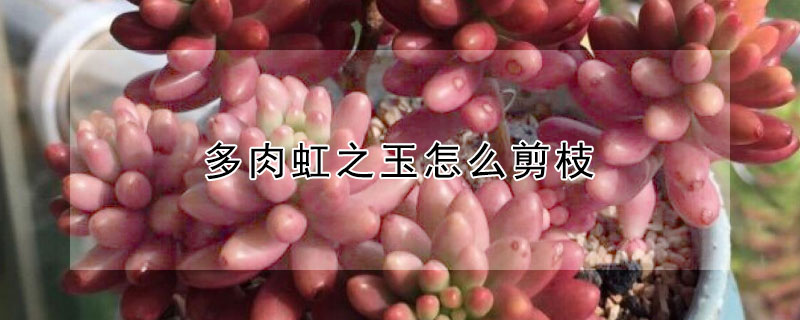 多肉虹之玉怎麼剪枝