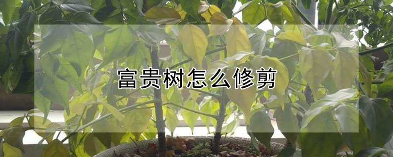 富貴樹怎麼修剪