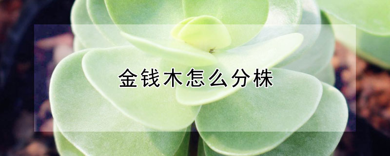 金錢木怎麼分株