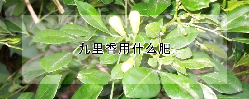 九裏香用什麼肥