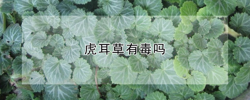 虎耳草有毒嗎