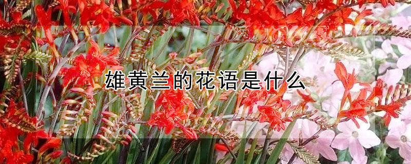 雄黃蘭的花語是什麼