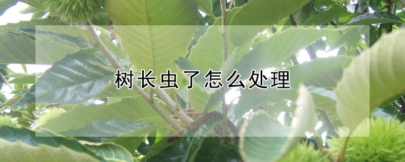 樹長蟲了怎麼處理