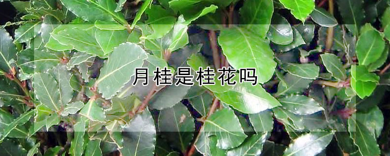 月桂是桂花嗎