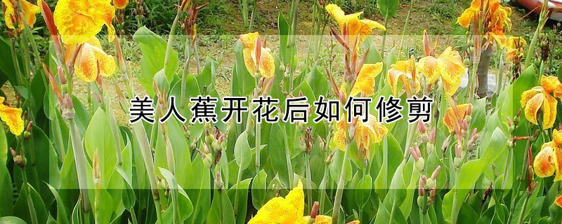 美人蕉開花後如何修剪