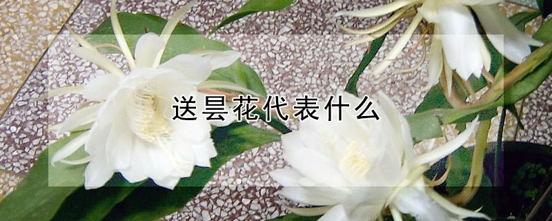 送曇花代表什麼