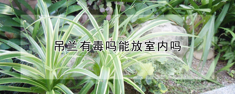 吊蘭有毒嗎能放室內嗎