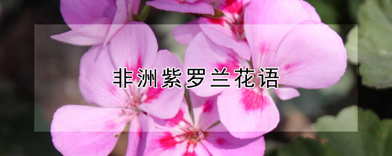 非洲紫羅蘭花語