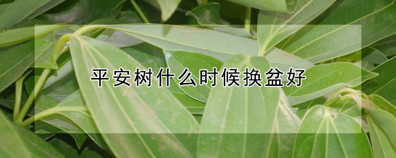 平安樹什麼時候換盆好