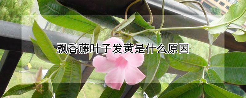 飄香藤葉子發黃是什麼原因