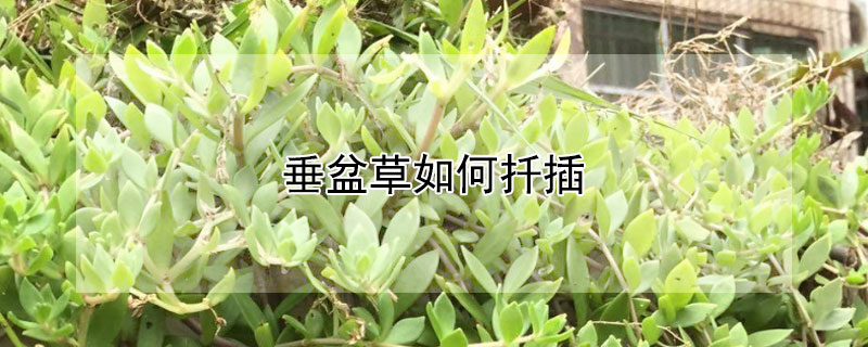 垂盆草如何扡插